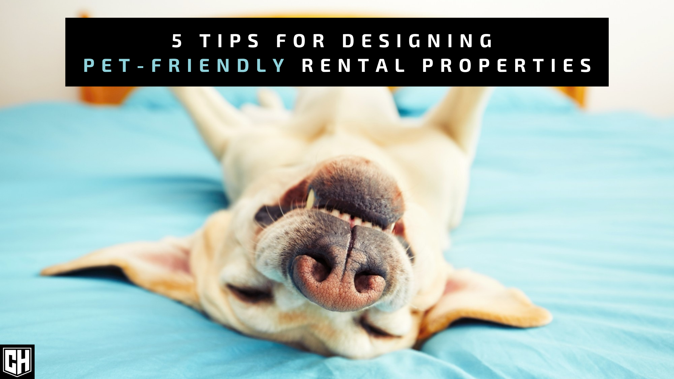 5-tips-for-designing-pet-friendly-rental-properties